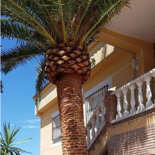 Palmera exterior