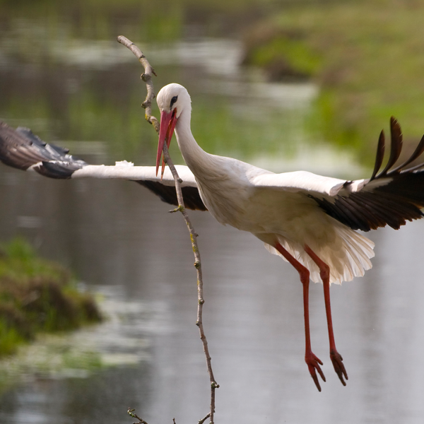 Premio-semana-ciguena-2010